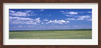 Framed Herd of Bison on prairie Cheyenne WY USA