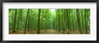 Framed Pathway Through Forest, Mastatten, Germany