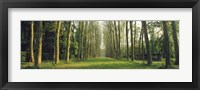 Framed Trees Versailles France