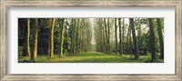 Framed Trees Versailles France