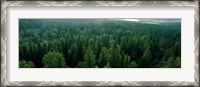 Framed Finland, Aulanko, Scandinavian Forest