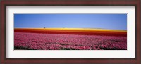 Framed Field Of Flowers, Near Encinitas, California, USA