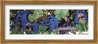 Framed USA, California, Napa Valley, grapes