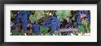 Framed USA, California, Napa Valley, grapes