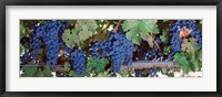 Framed USA, California, Napa Valley, grapes