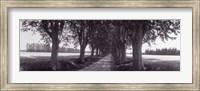 Framed Road Through Trees, Provence, France