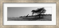 Framed Giraffe On The Plains, Kenya, Africa