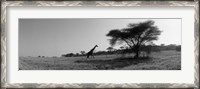 Framed Giraffe On The Plains, Kenya, Africa