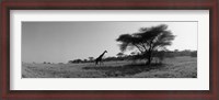 Framed Giraffe On The Plains, Kenya, Africa