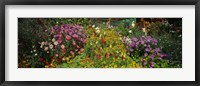 Framed Close-up of flowers, Muren, Switzerland