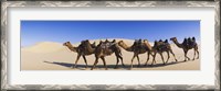 Framed Camels walking in the desert