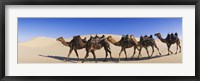 Framed Camels walking in the desert