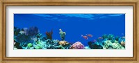 Framed Underwater, Caribbean Sea