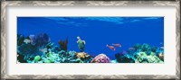 Framed Underwater, Caribbean Sea