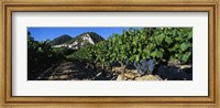 Framed Cote Du Rhone Vineyard, Provence, France