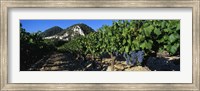Framed Cote Du Rhone Vineyard, Provence, France