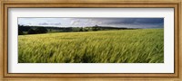 Framed Barley Field, Wales, United Kingdom