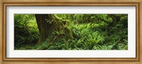 Framed Ferns and vines along a tree with moss on it, Hoh Rainforest, Olympic National Forest, Washington State, USA