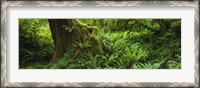 Framed Ferns and vines along a tree with moss on it, Hoh Rainforest, Olympic National Forest, Washington State, USA
