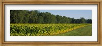 Framed Crop of tobacco in a field, Winchester, Kentucky, USA