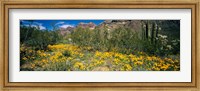 Framed Flowers in a field, Organ Pipe Cactus National Monument, Arizona, USA