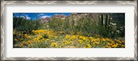 Framed Flowers in a field, Organ Pipe Cactus National Monument, Arizona, USA