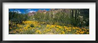 Framed Flowers in a field, Organ Pipe Cactus National Monument, Arizona, USA