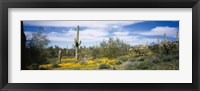 Framed Poppies and cactus on a landscape, Organ Pipe Cactus National Monument, Arizona, USA