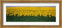 Framed Sunflower Field, Maryland, USA