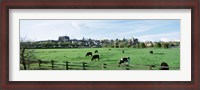 Framed Cows grazing in a field with a city in the background, Arundel, Sussex, West Sussex, England