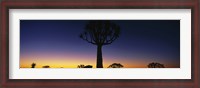 Framed Africa, Namibia, Kokerboom Preserve, Quiver Tree