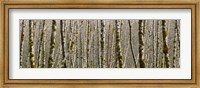 Framed Trees in the forest, Red Alder Tree, Olympic National Park, Washington State, USA