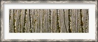 Framed Trees in the forest, Red Alder Tree, Olympic National Park, Washington State, USA
