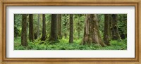 Framed Trees in a rainforest, Hoh Rainforest, Olympic National Park, Washington State, USA