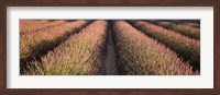 Framed Rows Lavender Field, Pays De Sault Provence, France
