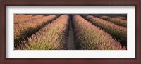 Framed Rows Lavender Field, Pays De Sault Provence, France