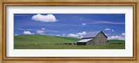 Framed Cows and a barn in a wheat field, Washington State, USA