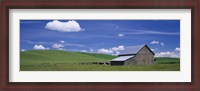 Framed Cows and a barn in a wheat field, Washington State, USA