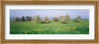 Framed Peartrees Fields Aargau Switzerland