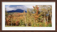Framed Trees on a field in front of a mountain, Mount Washington, White Mountain National Forest, Bartlett, New Hampshire, USA