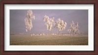 Framed Birch Trees w\ rime Switzerland