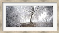 Framed Birch trees covered with snow, Switzerland