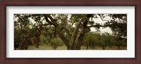 Framed Apple trees in an orchard, Sebastopol, Sonoma County, California, USA