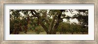Framed Apple trees in an orchard, Sebastopol, Sonoma County, California, USA