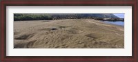 Framed Green turtles nesting at a coast, Isabela Island, Galapagos Islands, Ecuador