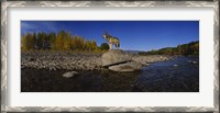 Framed Wolf standing on a rock at the riverbank, US Glacier National Park, Montana, USA