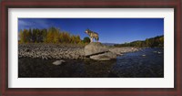 Framed Wolf standing on a rock at the riverbank, US Glacier National Park, Montana, USA