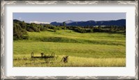 Framed Agricultural equipment in a field, Pikes Peak, Larkspur, Colorado, USA