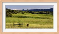 Framed Agricultural equipment in a field, Pikes Peak, Larkspur, Colorado, USA