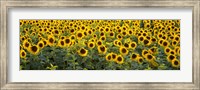 Framed Sunflowers (Helianthus annuus) in a field, Bouches-Du-Rhone, Provence, France